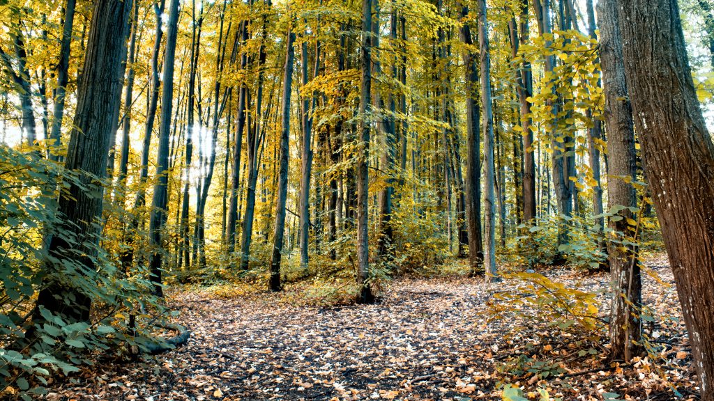 forest-with-lots-green-yellow-high-trees-bushes-fallen-leaves-ground-chisinau-moldova (1)